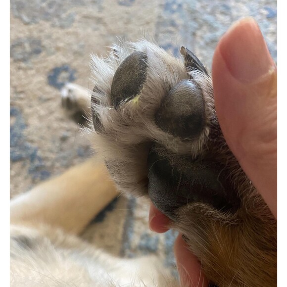 Organic Paw and Nose Moisturizing Cream Salve Balm for Dogs - Picture 4 of 10